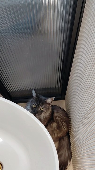 You’re Never Alone With a Cat 😳 She Was Watching Everything! #cat #funny #shorts #viralcats