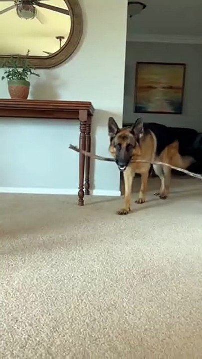 German Shepherd Dog #germanshepherd #dog #kingdomofawais