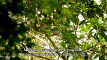 Νέα Καληδονία: Ένα Άγριο Νησί (New Caledonia: The Wild Island)