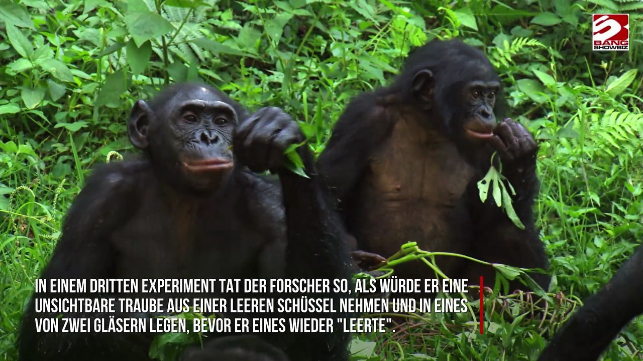 Menschenaffen besitzen Vorstellungskraft