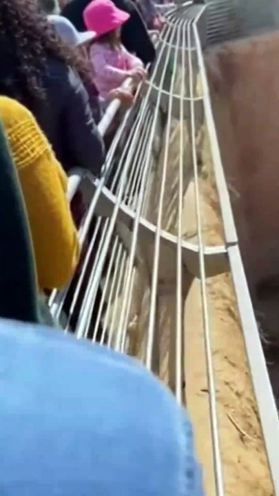 a girl fall down infront of tiger 😦 what you think is she safe or not ? 👇..