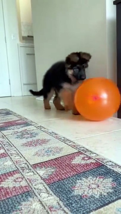 German Shepherd Puppy Playing with Ballon #germanshepherd #dog #kingdomofawais