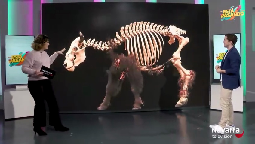 El bisonte de hace 4.000 años llega al plató de Está Pasando