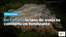 En Croacia la lana de oveja se convierte en fertilizante