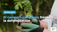 El campo colombiano frente a la deforestación