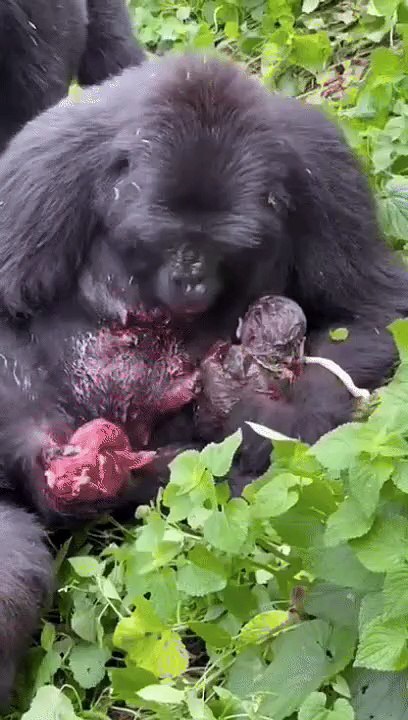 Gorilla mom eats placenta after giving birth in front of tourists at Bwindi Impenetrable Forest National Park in Uganda 🔥