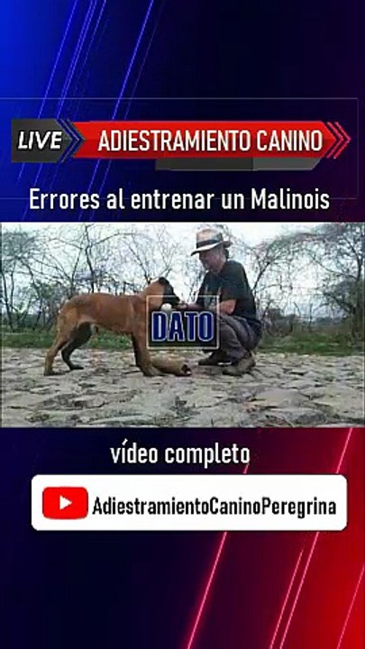Errores al entrenar un Pastor Belga Malinois