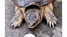 When a turtle attacks and a cat reacts, instinct collides with reflexes