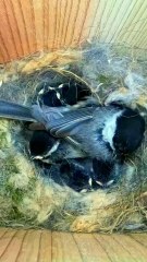 Beautiful Bird is laying eggs