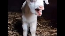 Cute Goat Baby Sound