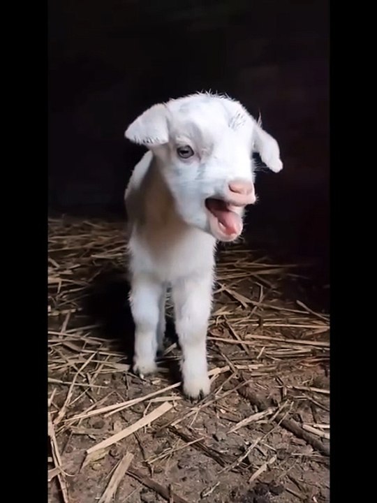 Cute Goat Baby Sound