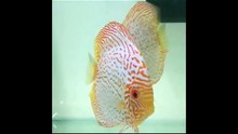 Discus Fish Baby (Breeding Fry)