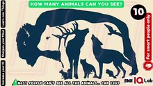 How Many Animals Can You See? 🐾