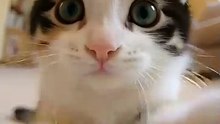 camera cat #funny #cute #kitten