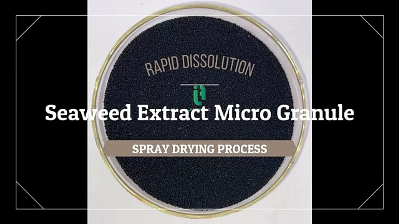 Organic Seaweed Extract Powder Boost Plant Growth, Soil Health & Yield Naturally