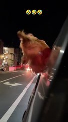 तुम जानते हो जापान अब “चलते कदमों” से बिजली बना रहा है! ⚡ जापान में अब ऐसी पाइज़ोइलेक्ट्रिक (Pie