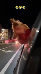 तुम जानते हो जापान अब “चलते कदमों” से बिजली बना रहा है! ⚡ जापान में अब ऐसी पाइज़ोइलेक्ट्रिक (Pie