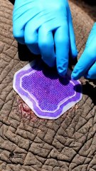 Jungle Veterinary Rescue: Elephant Tick Removal ASMR | Wildlife Conservation