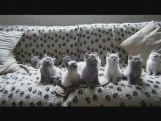 Chatons bougent leur tete en rithme