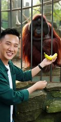 He showed a gorilla a magic trick… and the reaction is INSANE 😱🦍1