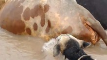 Dog swimming underwater|Cow swimming underwater
