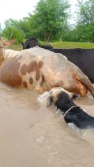 Dog swimming underwater|Cow swimming underwater