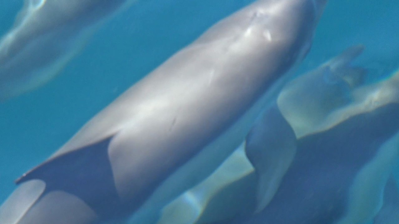 Gibraltar Bay Common Dolphin Photo book by Chris Summerfield