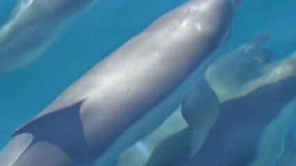 Gibraltar Bay Common Dolphin Photo book by Chris Summerfield