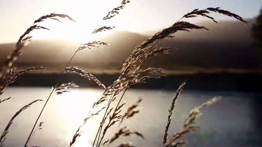 Stress Relief Music ✨ Peaceful Meditation & Soothing Relaxation Sounds