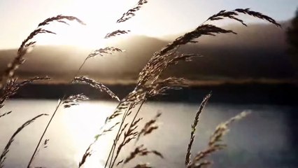 Stress Relief Music ✨ Peaceful Meditation & Soothing Relaxation Sounds