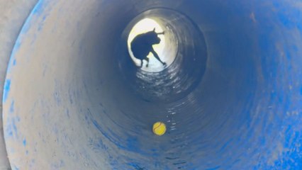 Dog runs through the slippery tunnel but refuses to give up on the ball