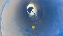 Dog runs through the slippery tunnel but refuses to give up on the ball