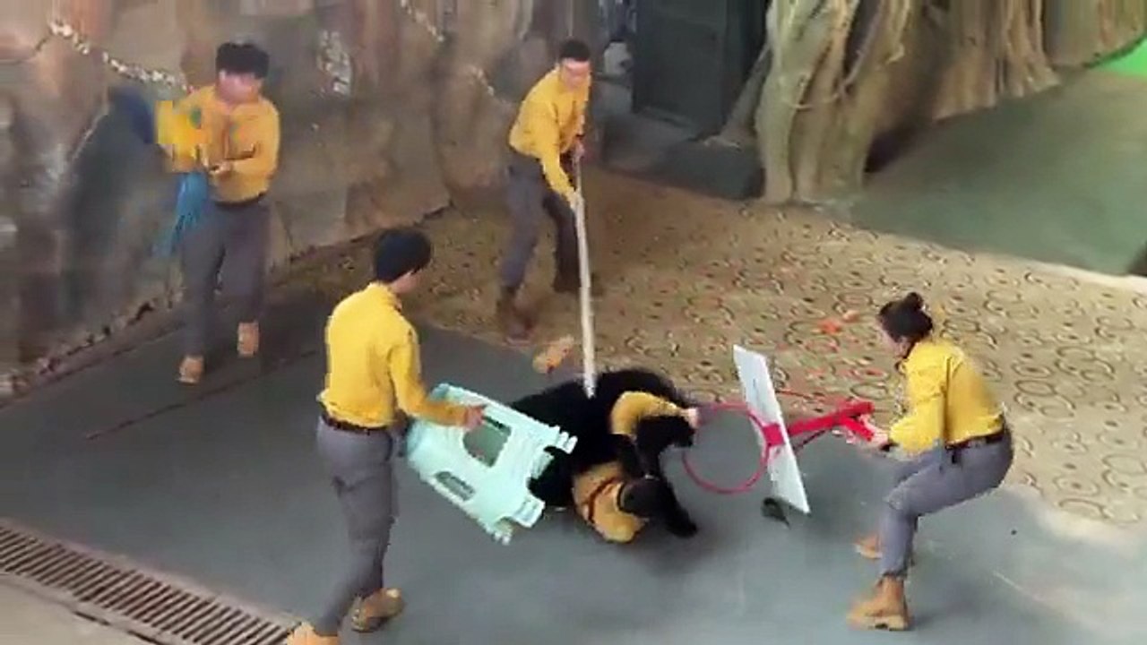 ataque del oso