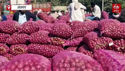 अलवर के प्याज की मांग बढ़ी: क्वालिटी में सुधार से भाव 800 रुपए प्रति मण तक पहुंचे