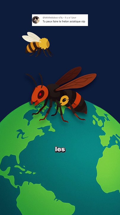 Tout le monde se trompe sur le frelon asiatique ! #frelon #asiatique #animaux #nature #humour