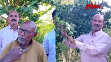 वर्ध्याच्या ८१ वर्षीय शेतकऱ्याची चर्चा का होतेय?, फळबागायती शेतीत कसं यश मिळवलं?