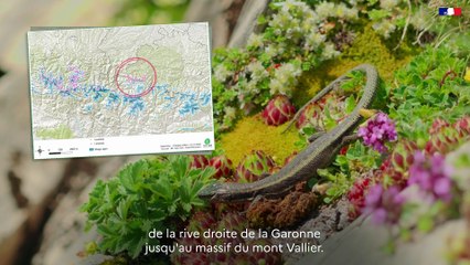 DREAL Occitanie - Plan National D'Action - #13 Les Iberolacerta