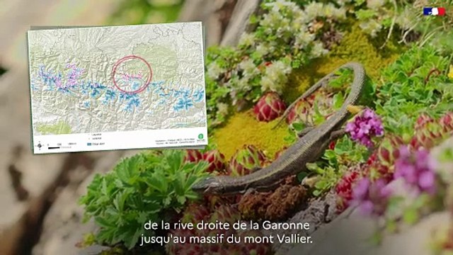 DREAL Occitanie - Plan National D'Action - #13 Les Iberolacerta