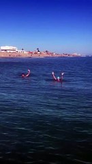 Arribada a la platja del Dosel a Sueca