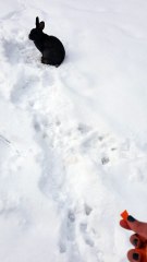 Disaster averted, for the void floof has been appeased with food. | #SparklegleamFarm #Bunny #farm #rabbit #farmanimals #cute