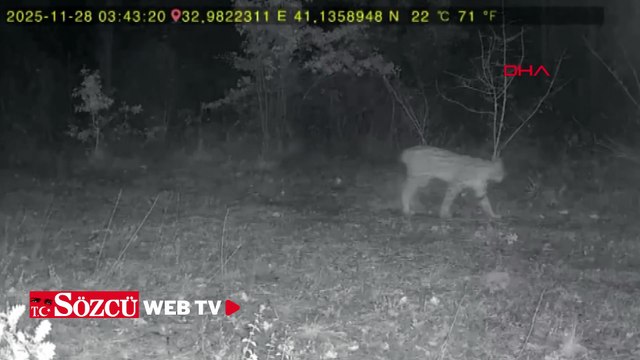 Ormanda dolaşan vaşak ile kurt fotokapana yansıdı