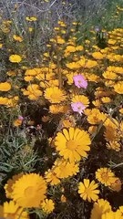 #reels tidili massfioua morocco