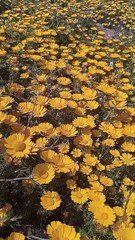 #reels tidili massfioua morocco