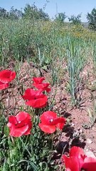 #reels tidili massfioua morocco