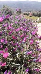 #reels tidili massfioua morocco