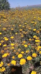 #reels tidili massfioua morocco