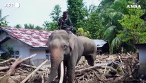 Indonesia, elefanti come 'gru' rimuovono i detriti dopo le inondazioni