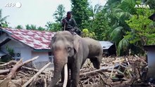Indonesia, elefanti come 'gru' rimuovono i detriti dopo le inondazioni