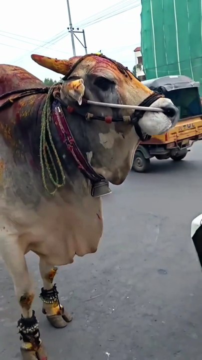 Basavesa, Basavayya 🥰🥰