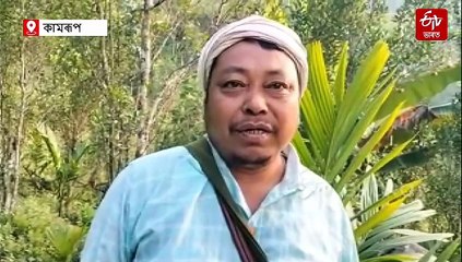 কমলাৰ বাবে বিখ্যাত জিমিৰিগাঁৱৰ কমলাত অচিন পোকৰ আক্ৰমণ: চিন্তিত খেতিয়ক